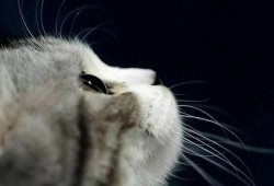 娱乐吃瓜君猫,揭秘娱乐圈那些不为人知的幕后故事